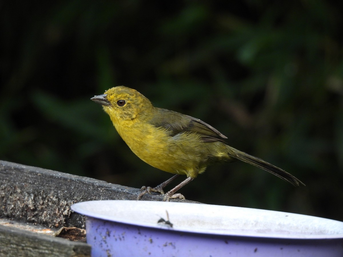 Yellow-headed Brushfinch - ML646599009