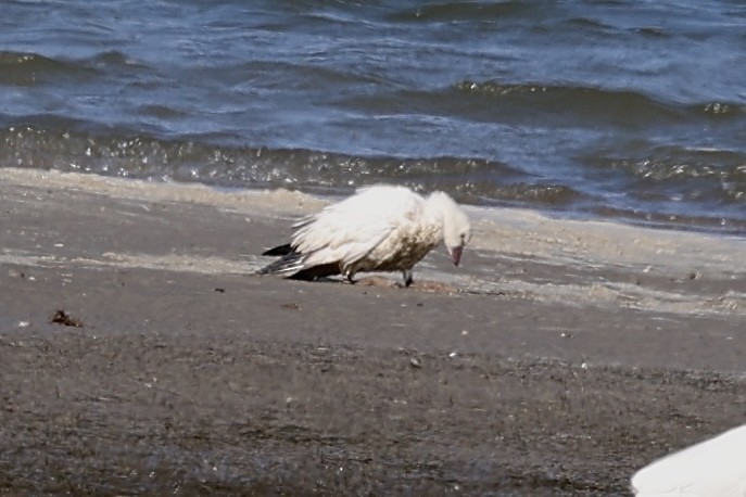 Ross's Goose - ML646599010