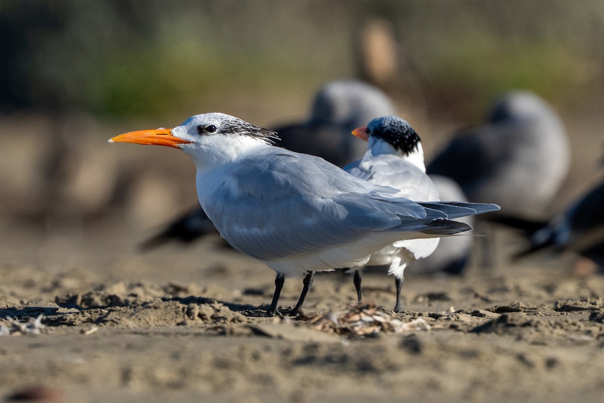 Royal Tern - ML646599011