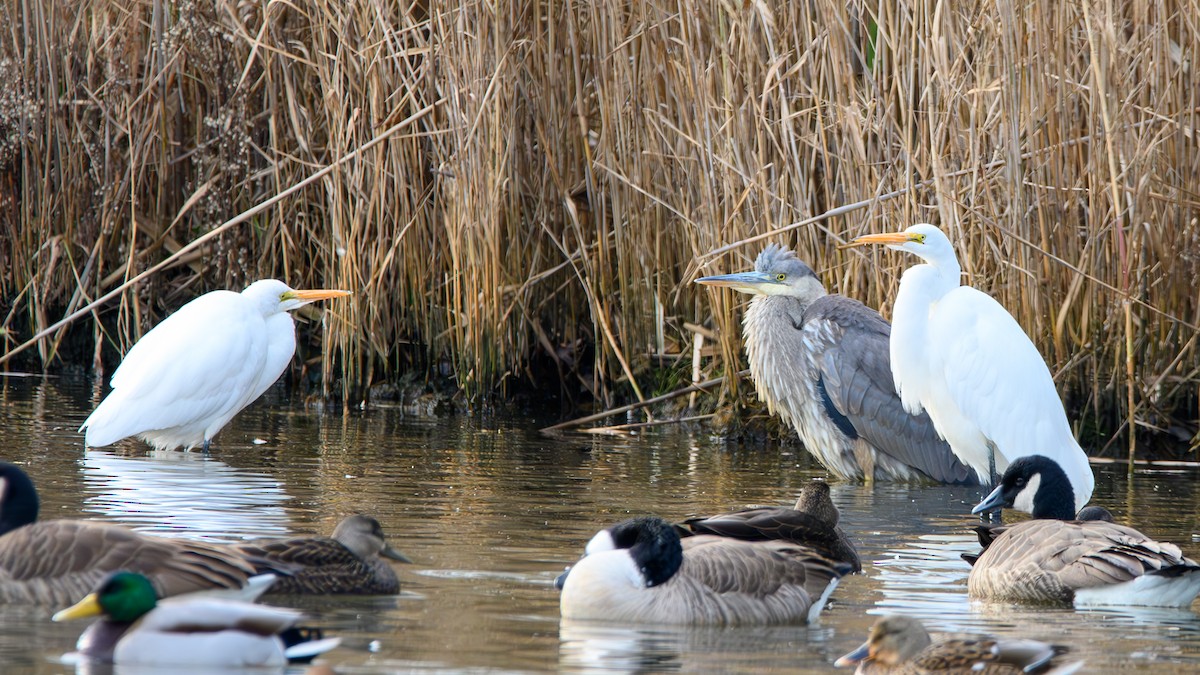 Black-crowned Night Heron - ML646599012