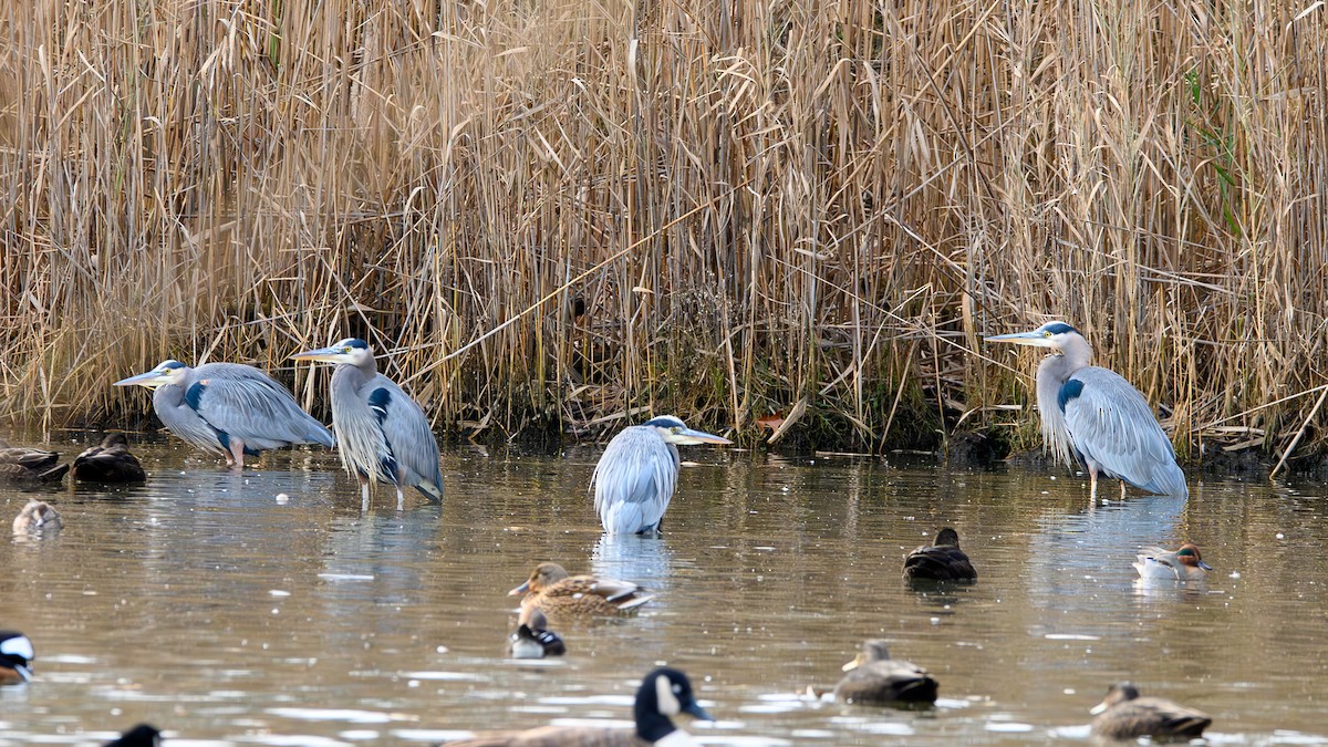 Black-crowned Night Heron - ML646599013