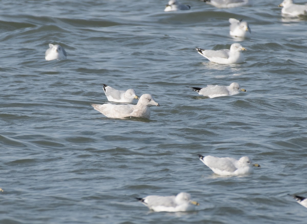 Gavión Hiperbóreo - ML646599015