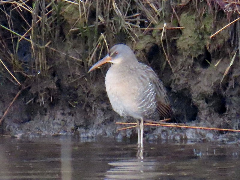 klaprerikse (crepitans/waynei) - ML646599017