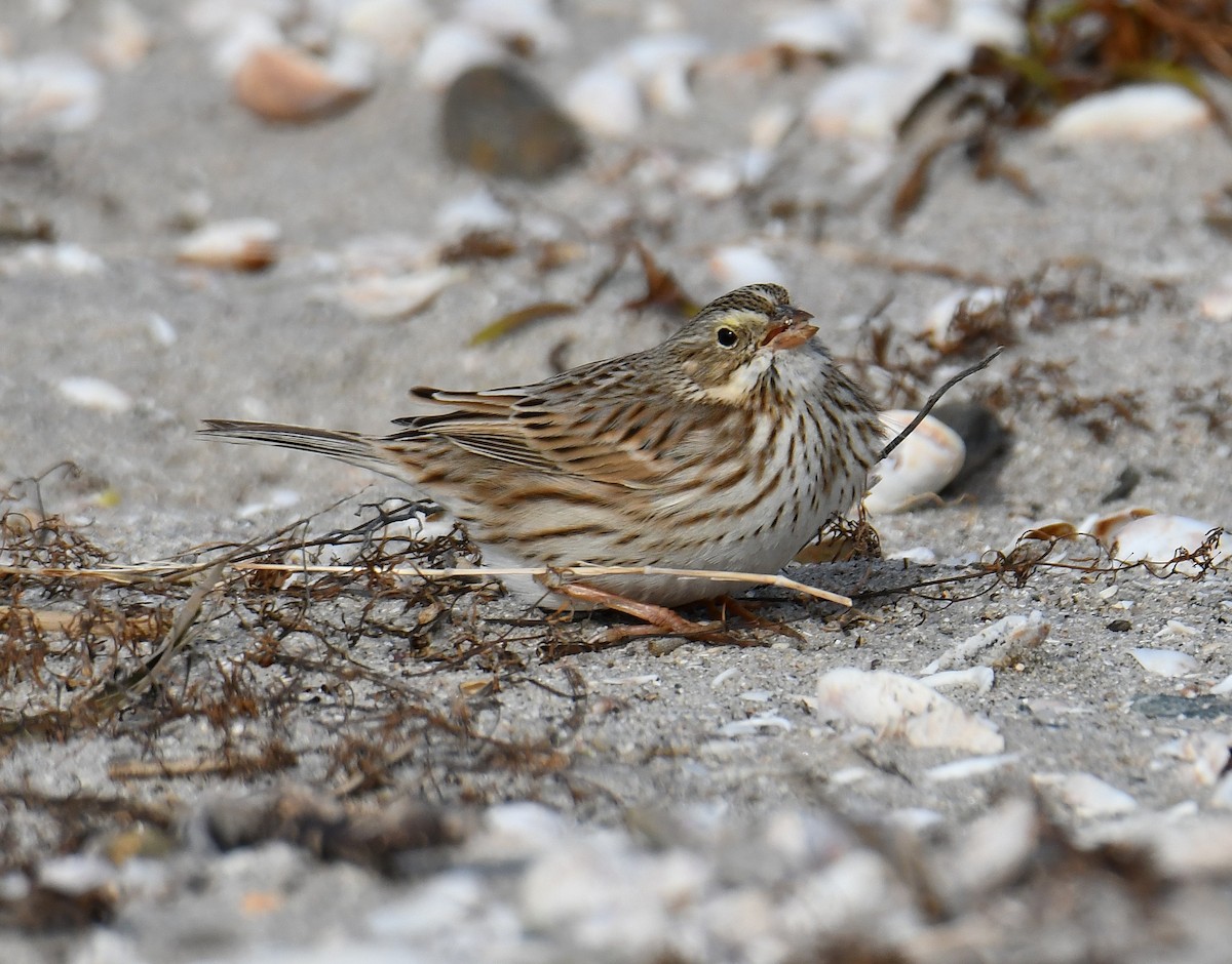 Savannah Sparrow (Savannah) - ML646599021