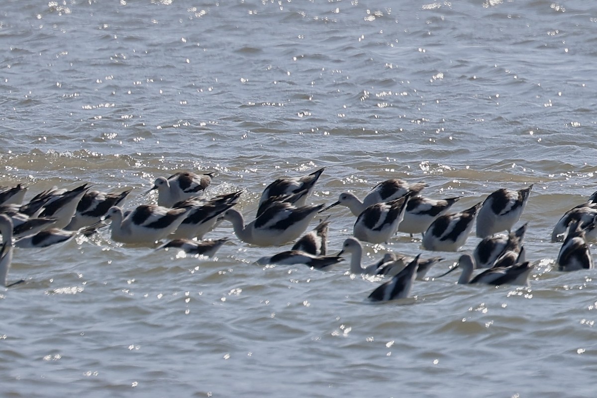 Avoceta Americana - ML646599022