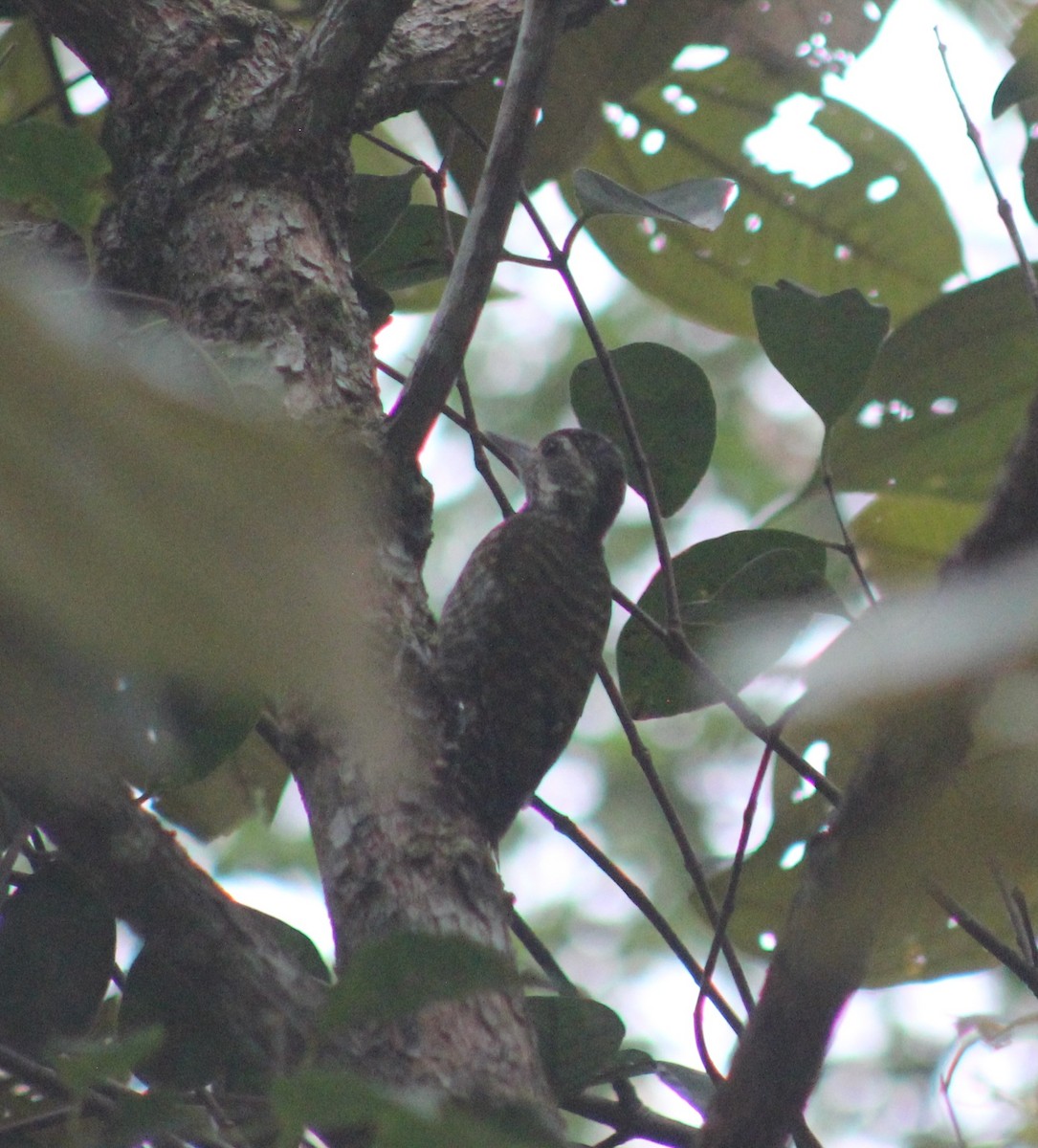 Carpintero Manchado - ML646599023