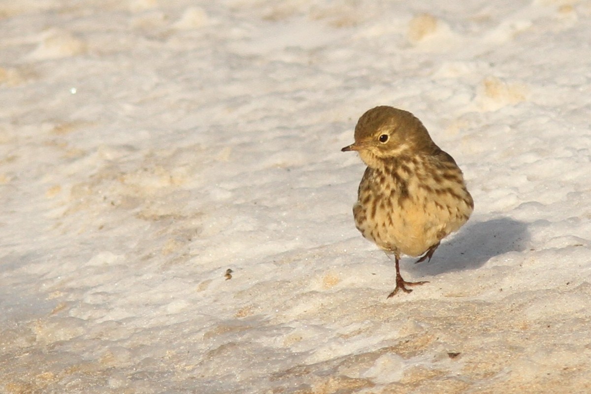 Pipit d'Amérique - ML646599027