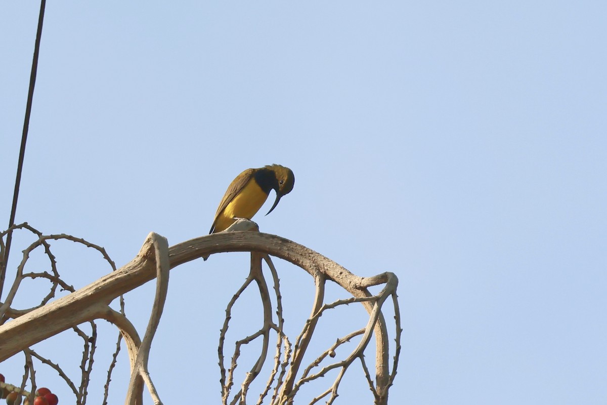 Sahul Sunbird - ML646599028