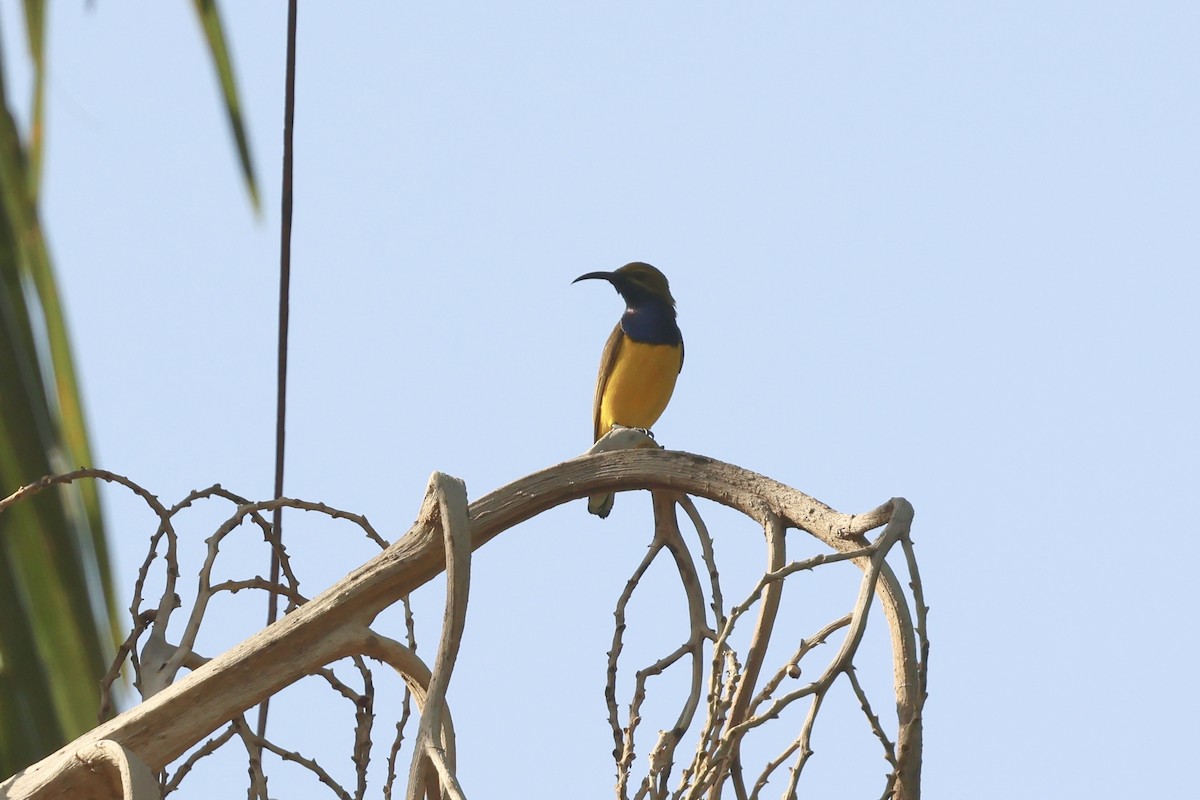 Sahul Sunbird - ML646599029