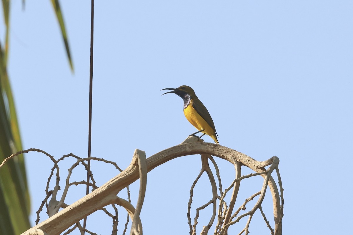 Sahul Sunbird - ML646599030