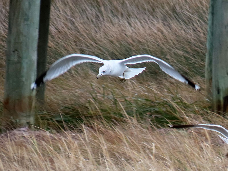 ringnebbmåke - ML646599032