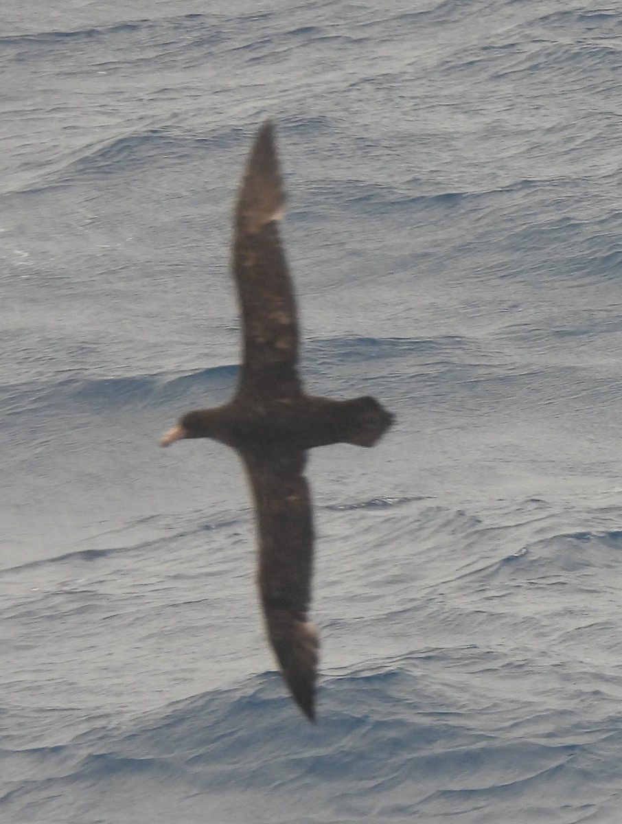 Southern Giant-Petrel - ML646599033