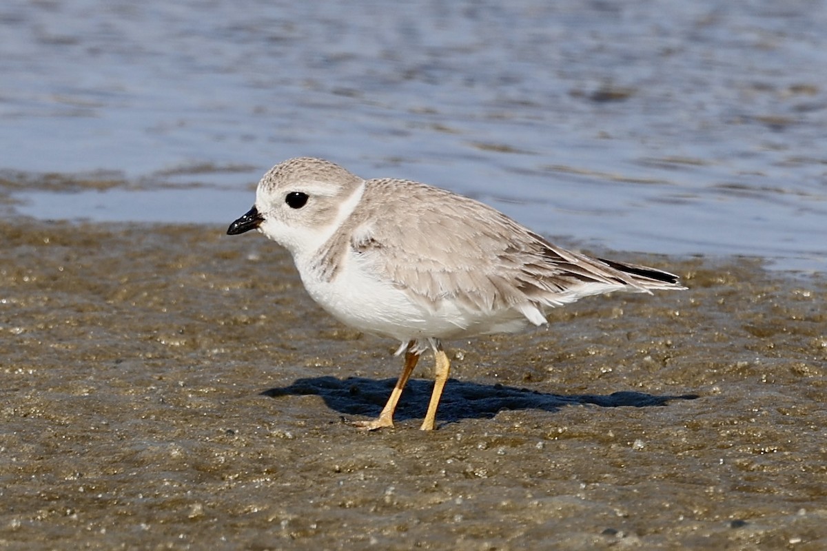 Chorlitejo Silbador - ML646599034