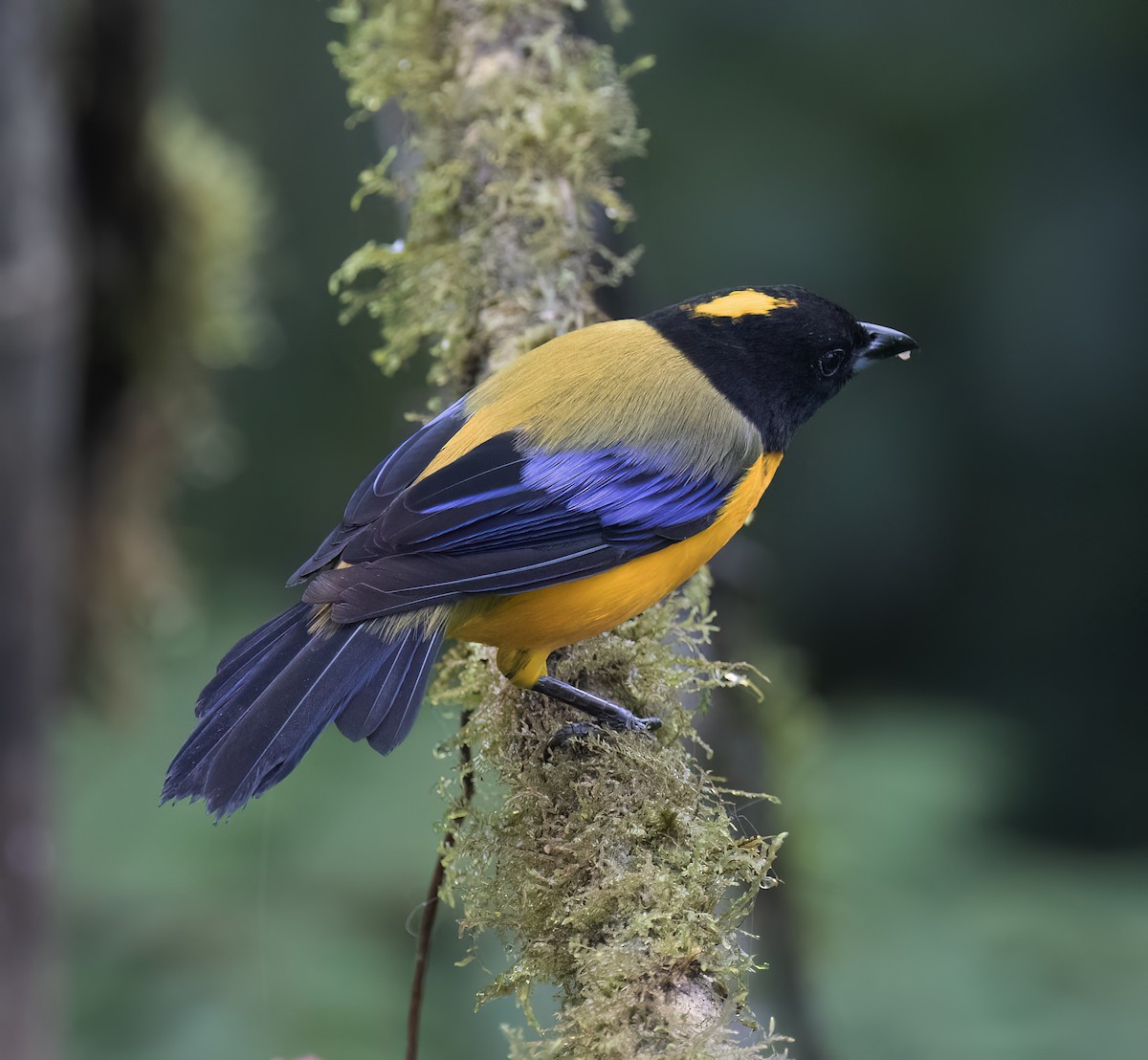 Black-chinned Mountain Tanager - ML646599036