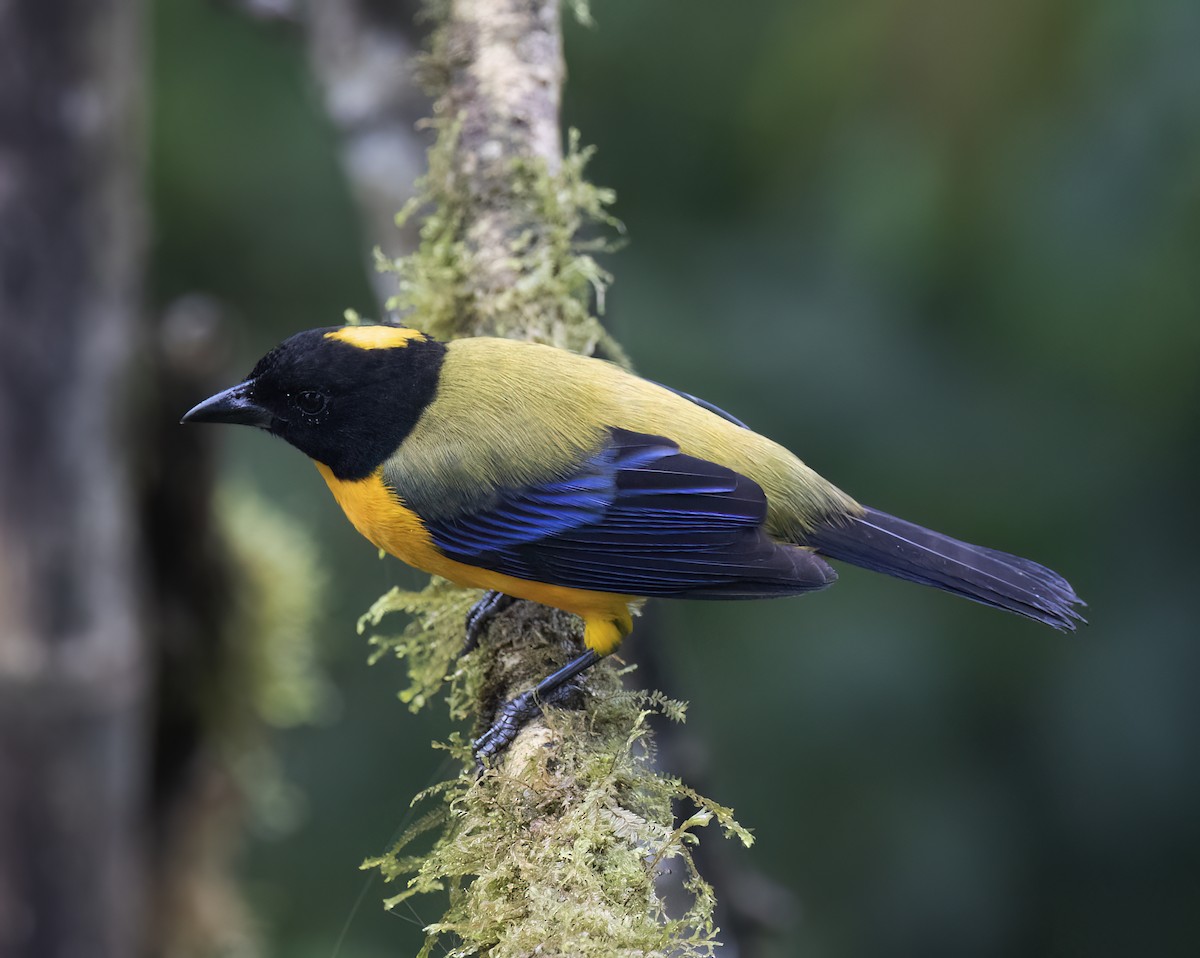 Black-chinned Mountain Tanager - ML646599037