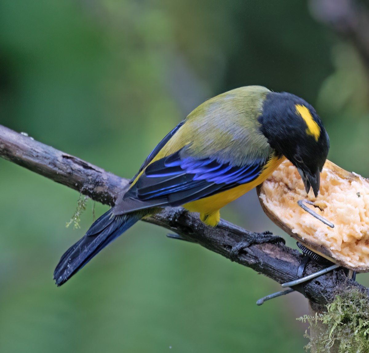 Black-chinned Mountain Tanager - ML646599038