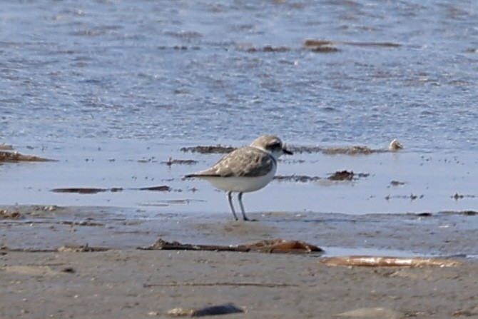 Chorlitejo Nivoso - ML646599039