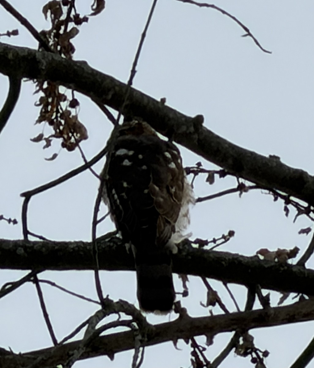 Cooper's Hawk - ML646599040
