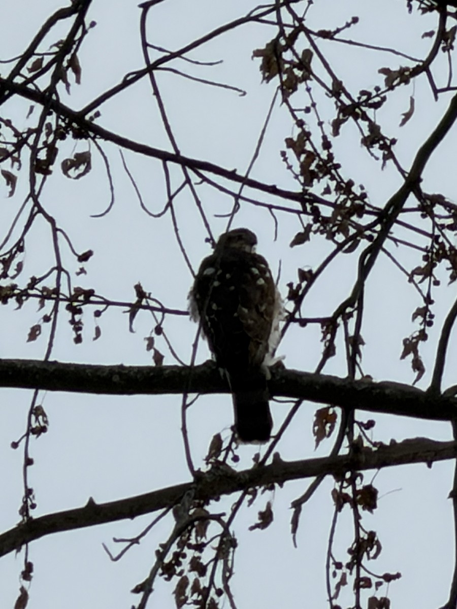 Cooper's Hawk - ML646599041
