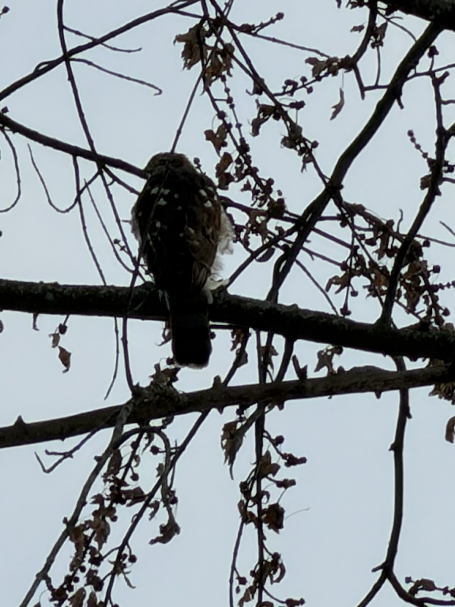 Cooper's Hawk - ML646599042