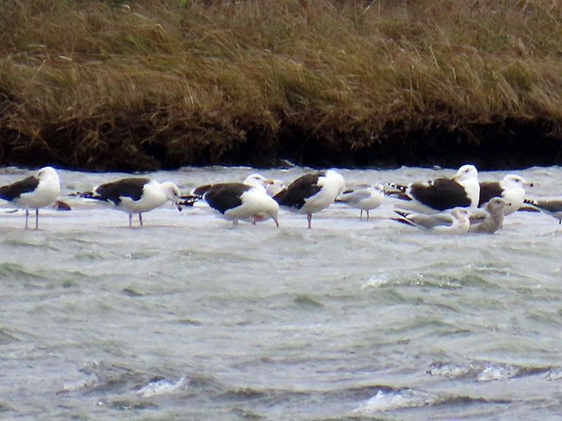 svartbak - ML646599047