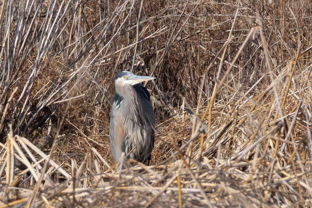 Great Blue Heron (Great Blue) - ML646599048