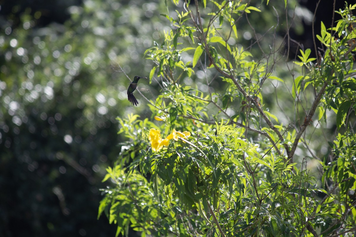 Cuban Emerald - ML646599050