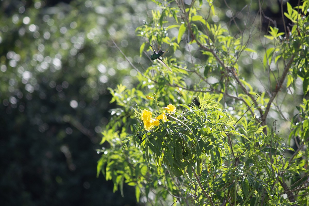 Cuban Emerald - ML646599051