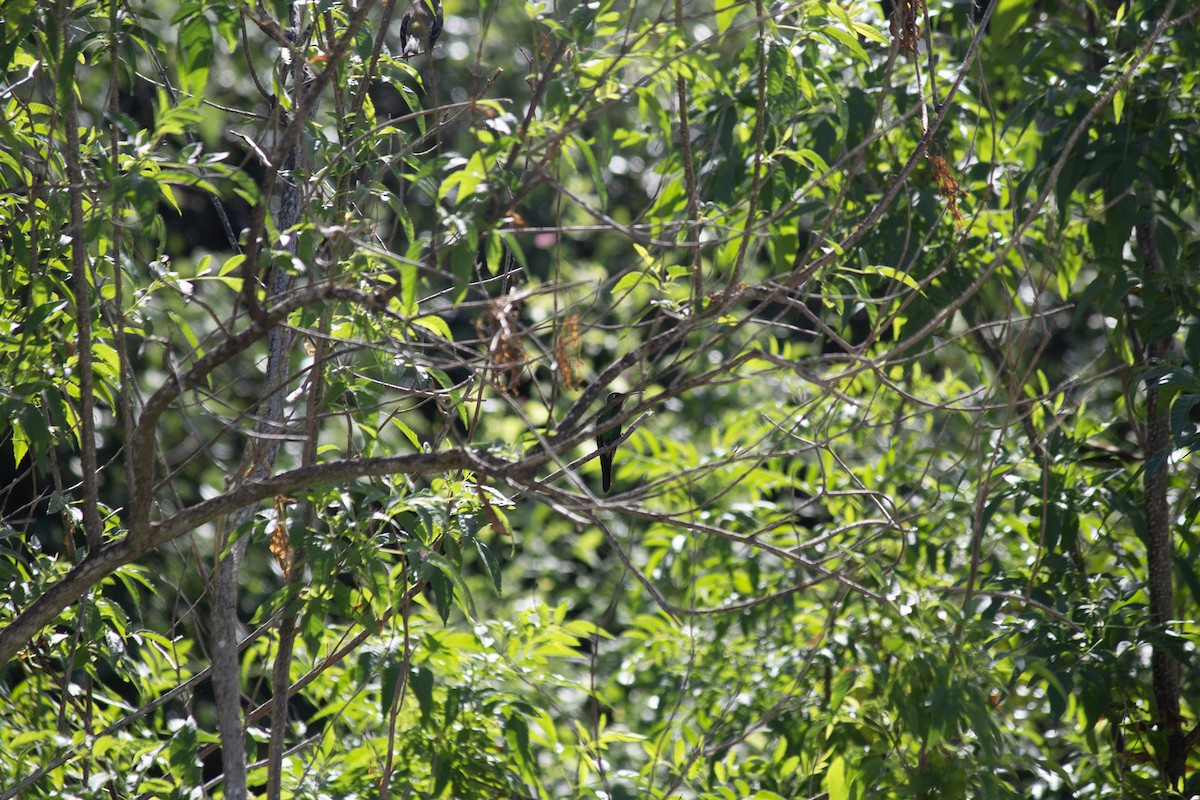 Cuban Emerald - ML646599052