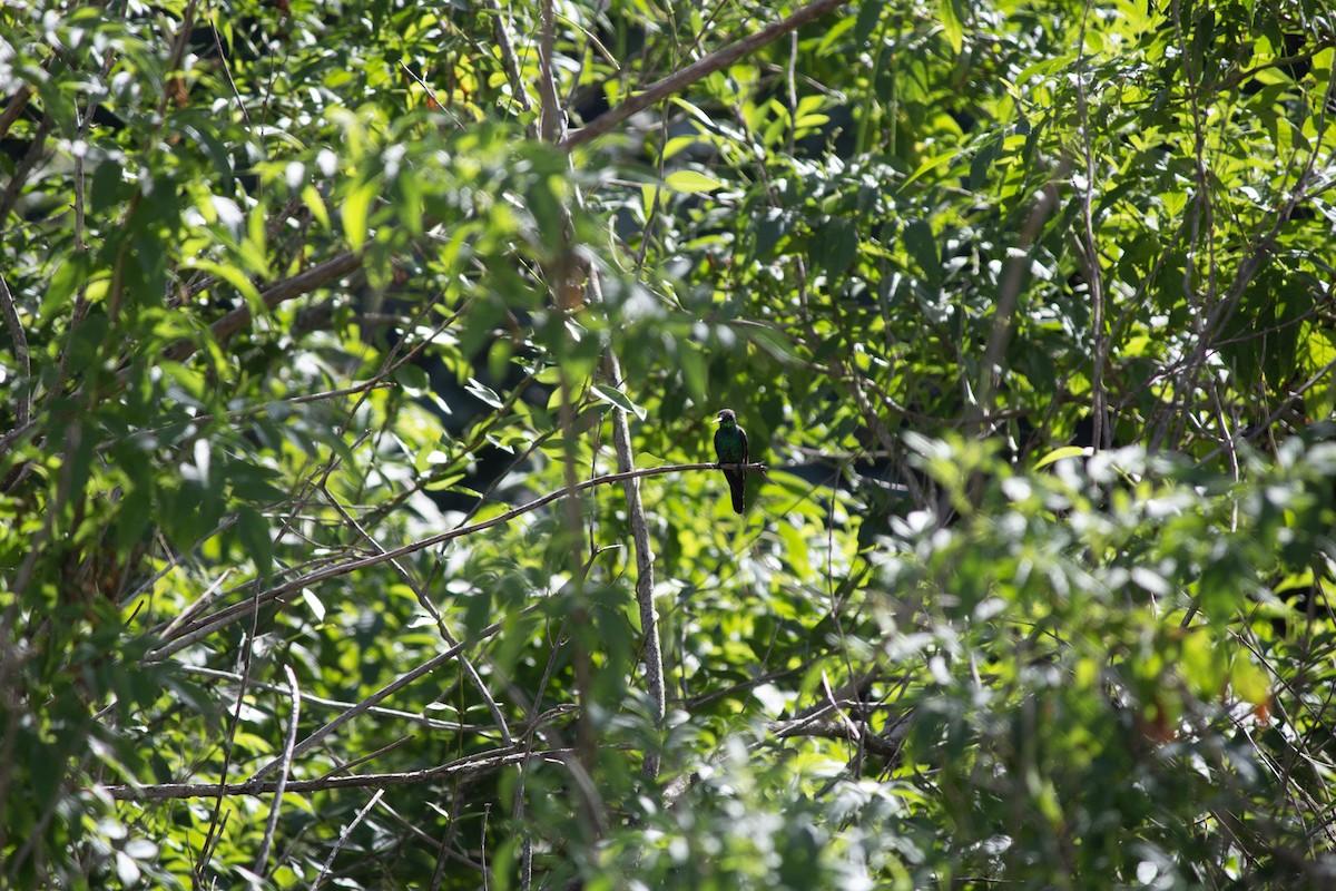 Cuban Emerald - ML646599053