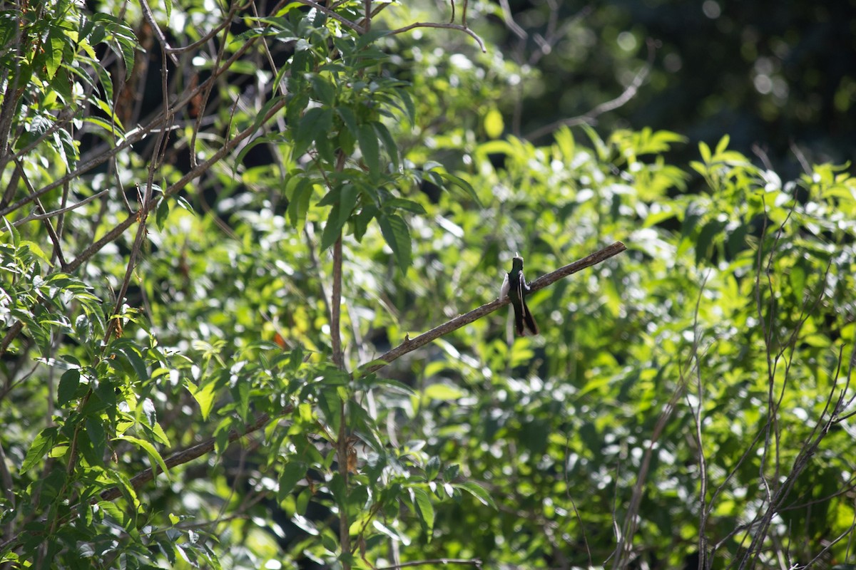 Cuban Emerald - ML646599054