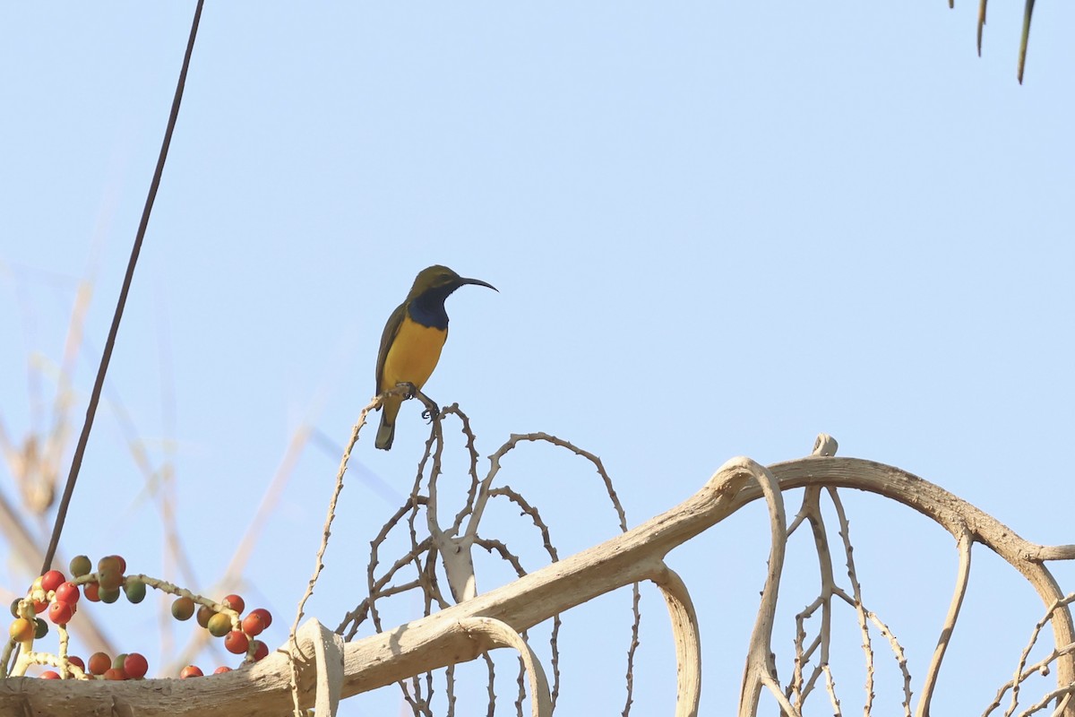 Sahul Sunbird - ML646599055