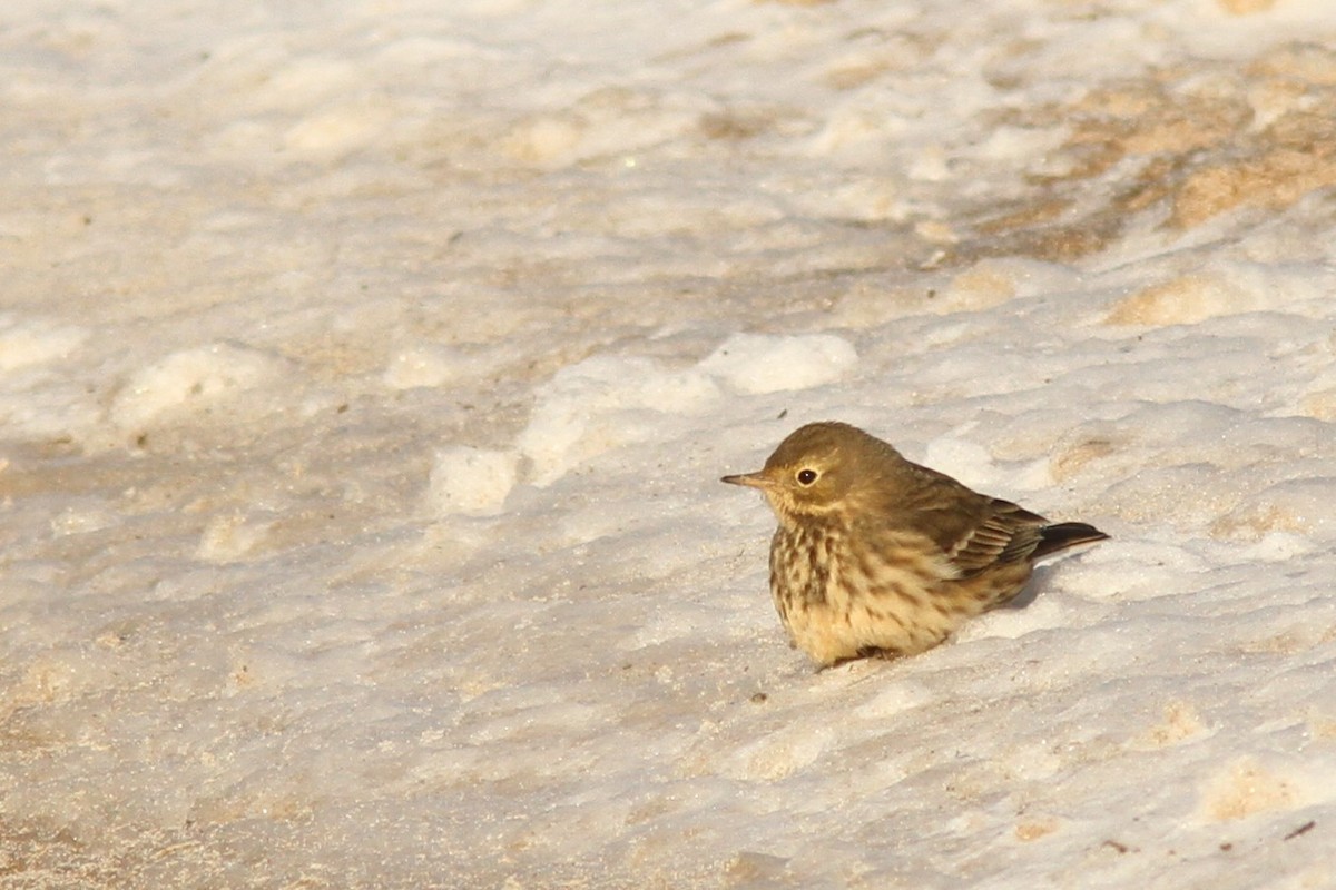 Pipit d'Amérique - ML646599056