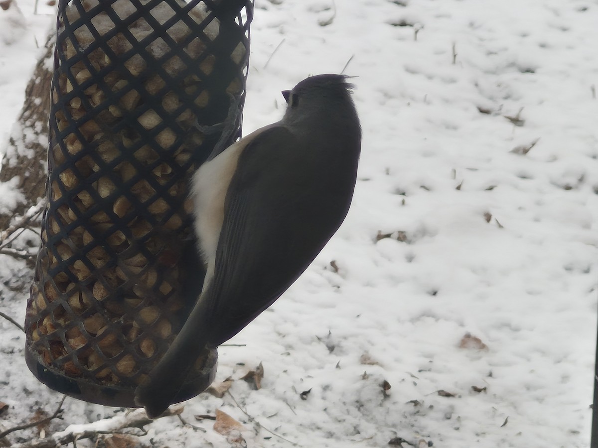 Ak Tepeli Baştankara - ML646599058