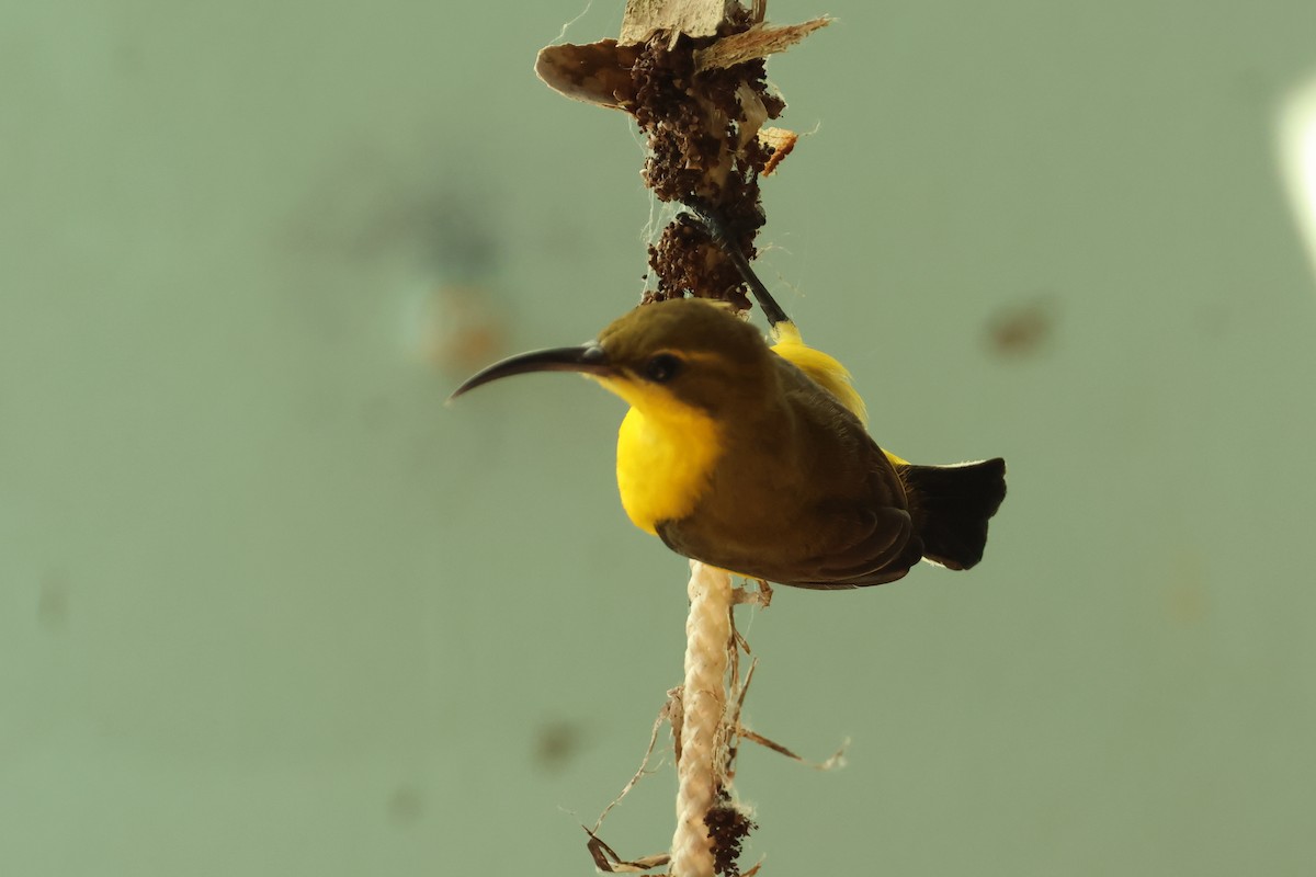 Sahul Sunbird - ML646599059