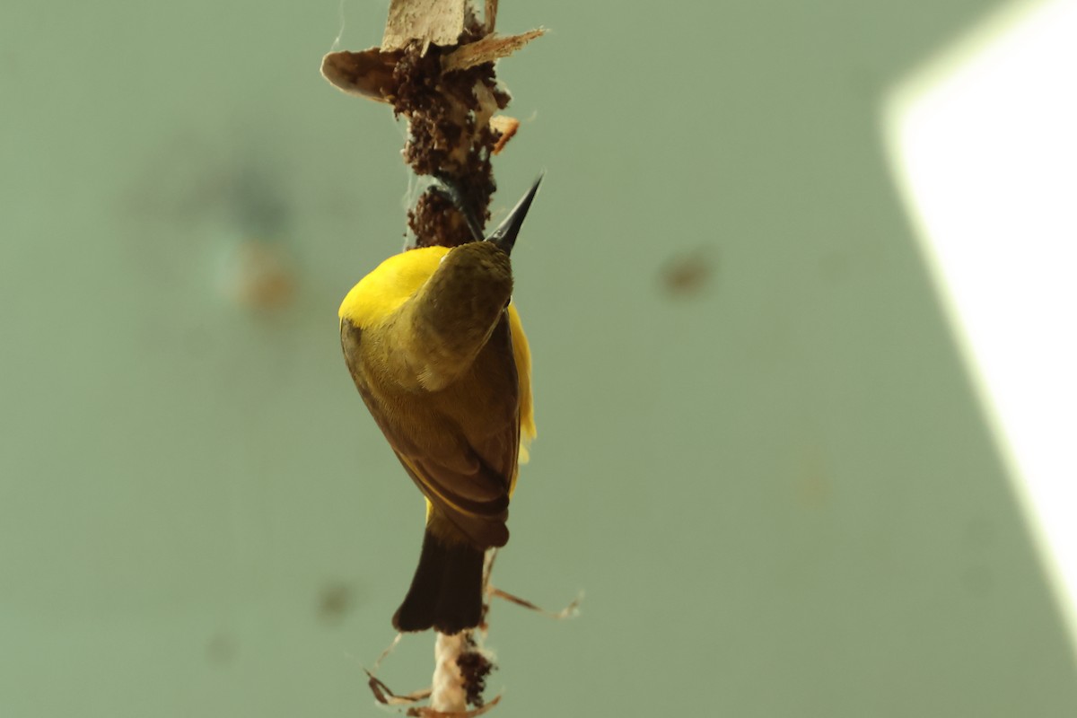 Sahul Sunbird - ML646599060