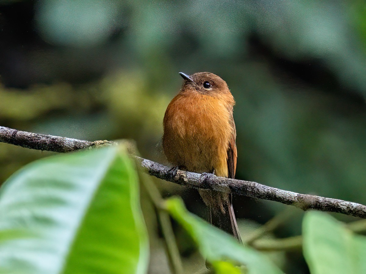 Cinnamon Flycatcher - ML646599061