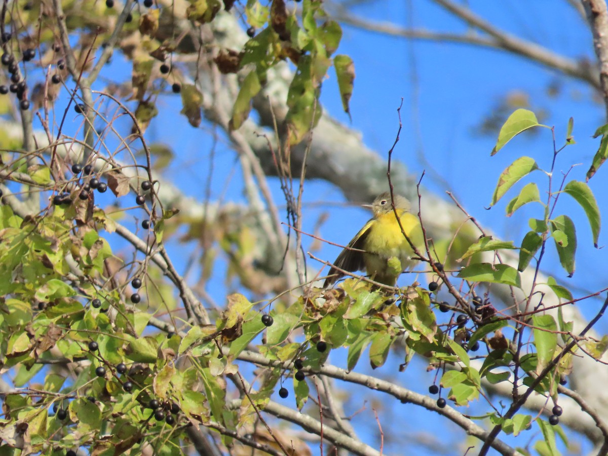 Nashville Warbler - ML646599062
