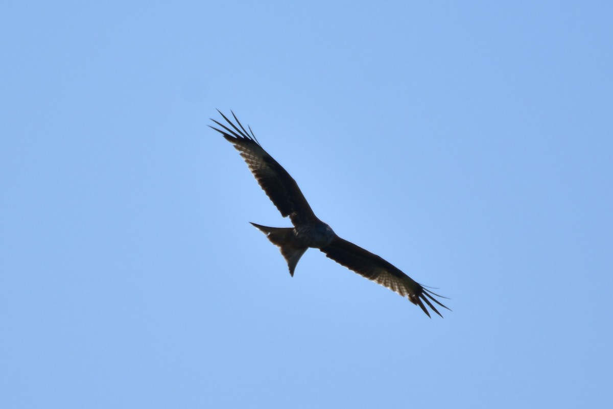 Kızıl Çaylak (milvus) - ML646599063