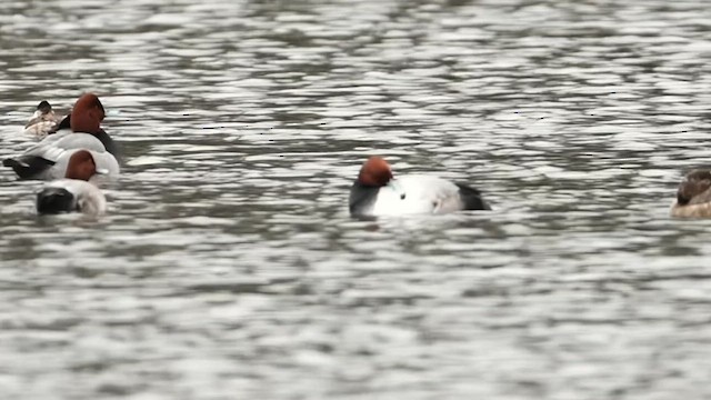 Попелюх американський - ML646599064