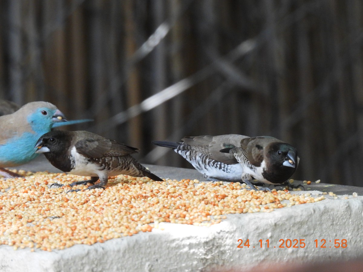 Capucin nonnette - ML646599065