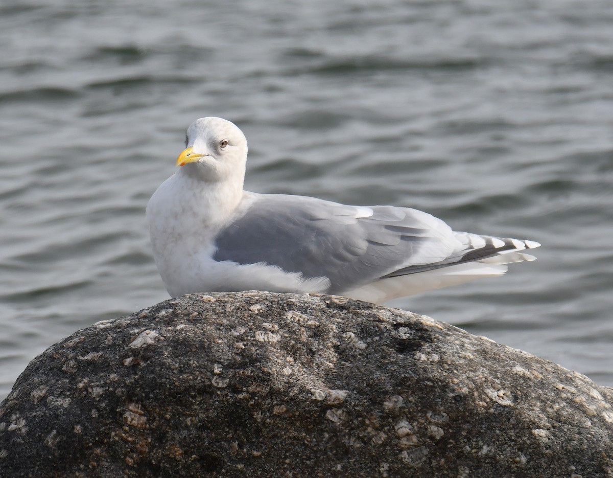 Iceland Gull - ML646599067