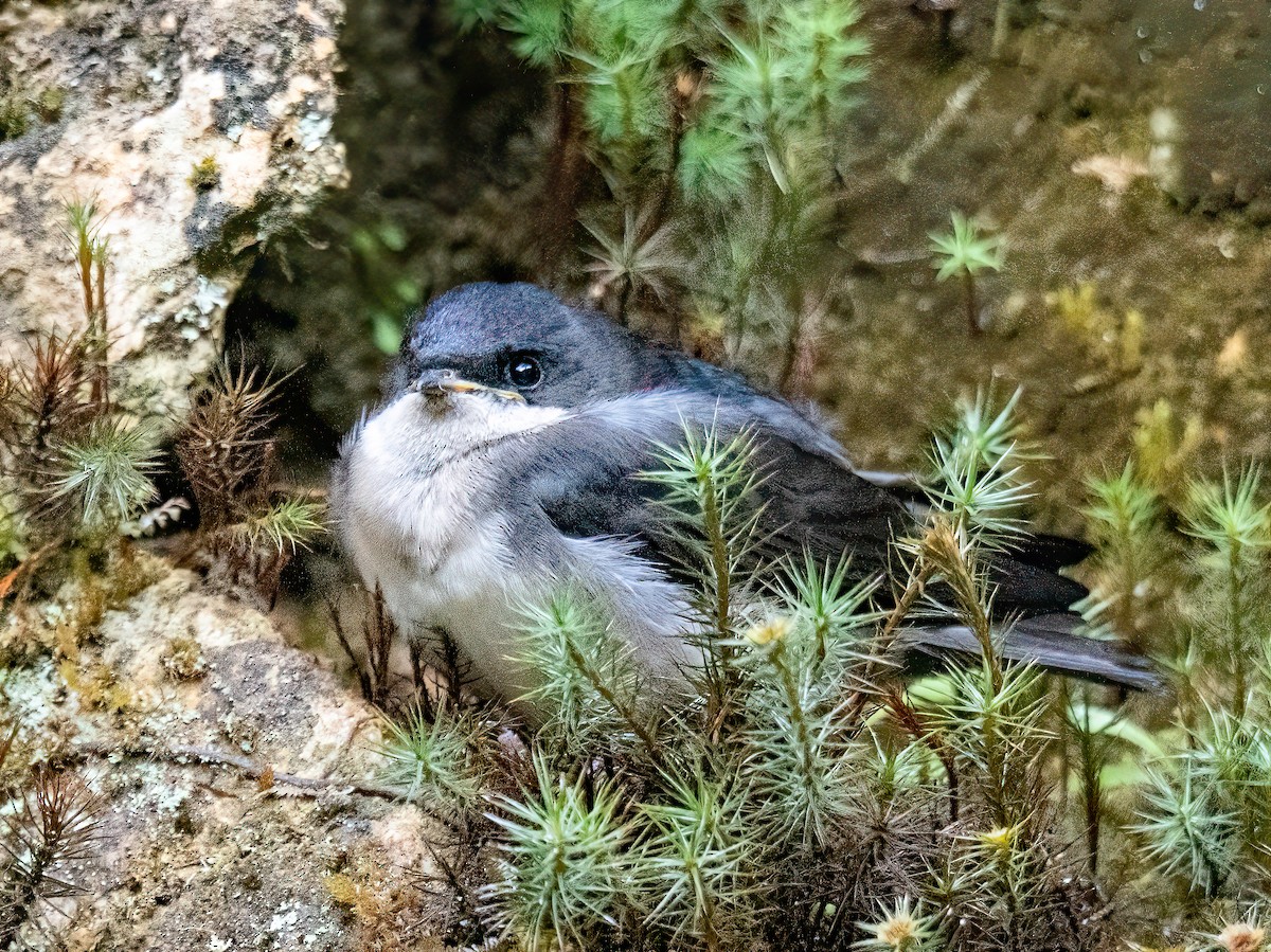 Blue-and-white Swallow - ML646599068