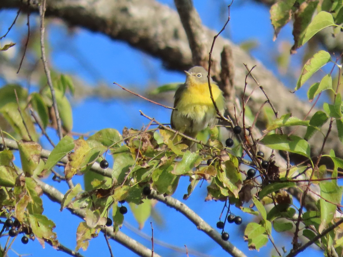 Nashville Warbler - ML646599069