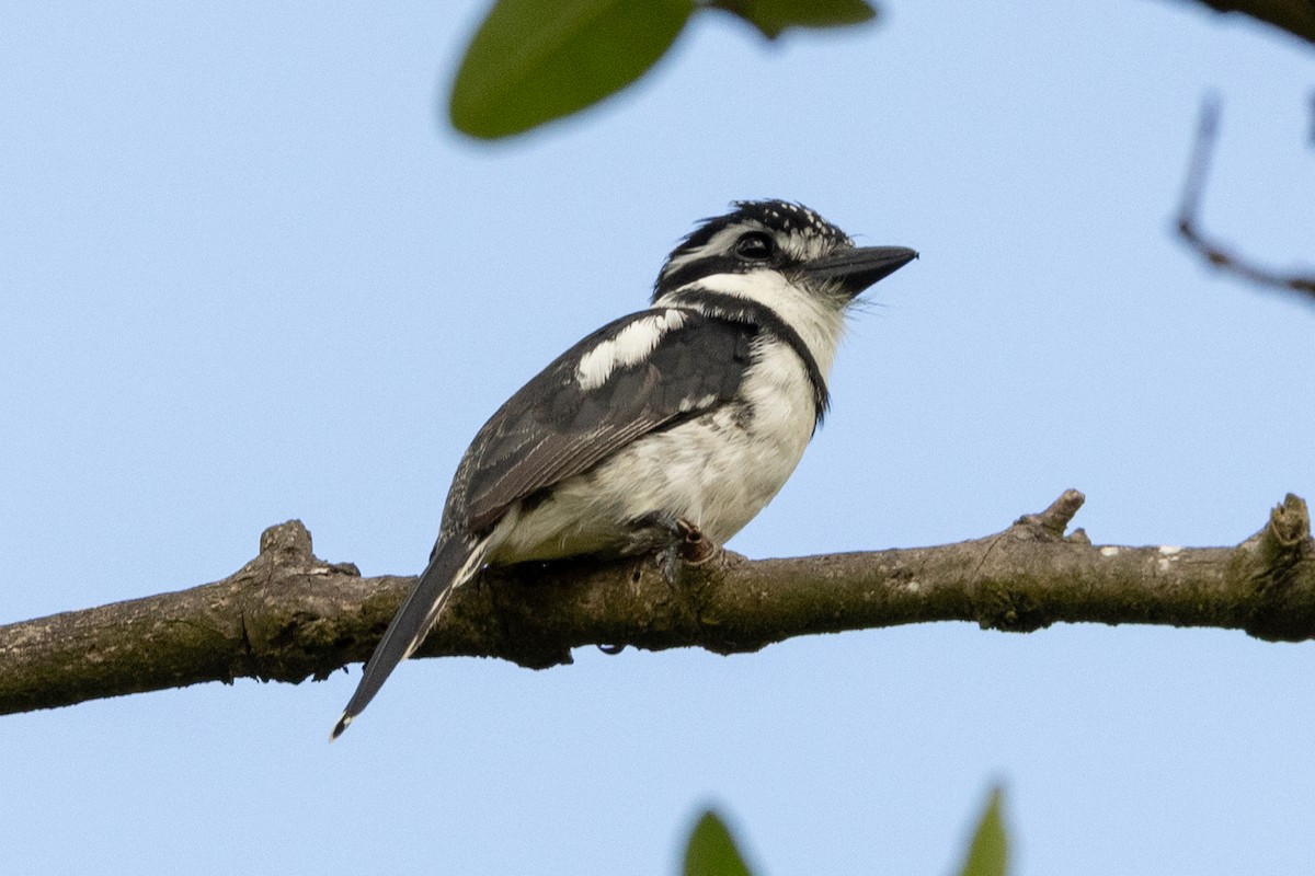 Pied Puffbird - ML646599073