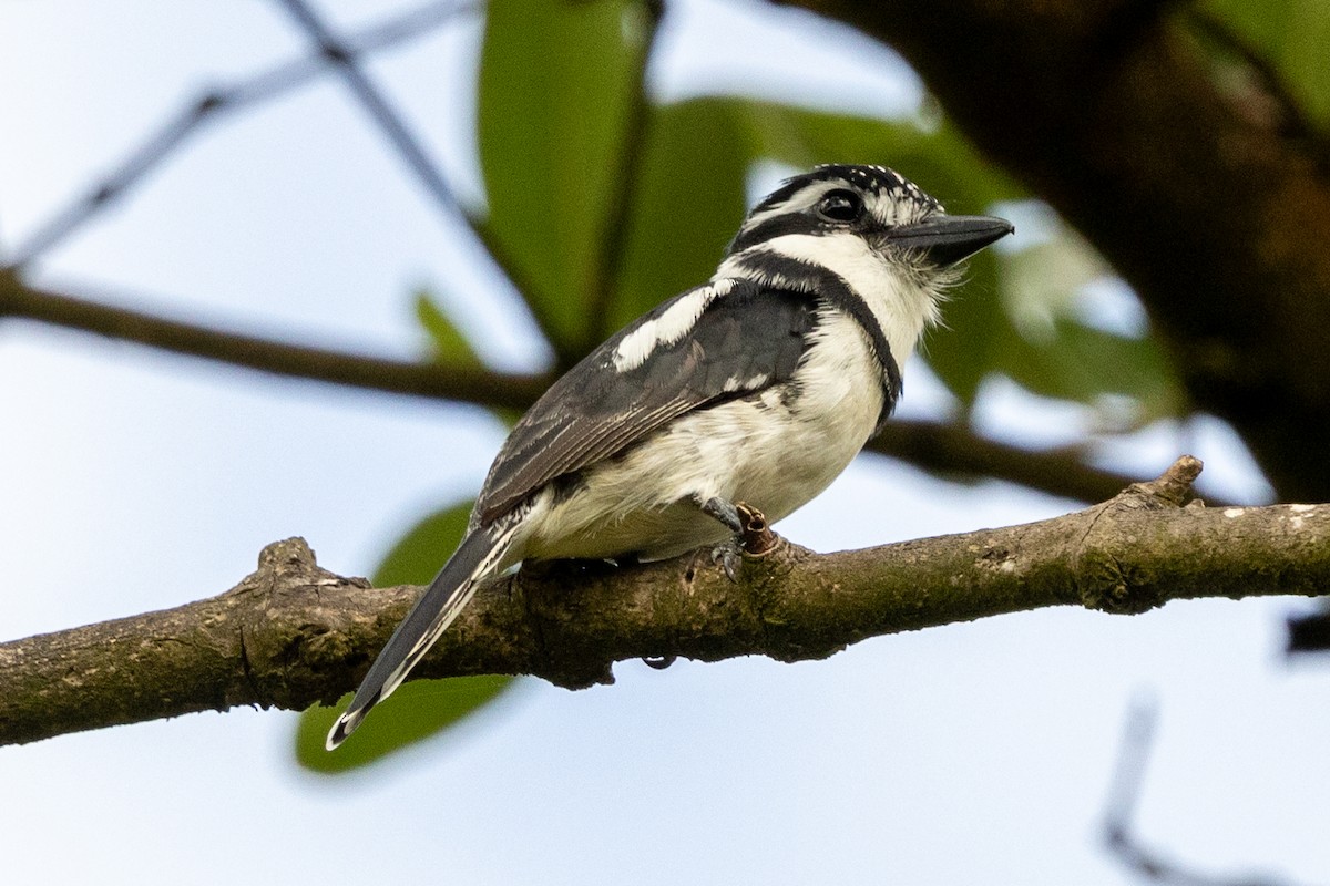 Pied Puffbird - ML646599074