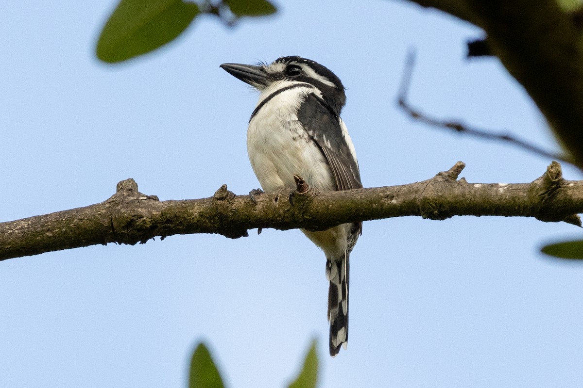 Pied Puffbird - ML646599075