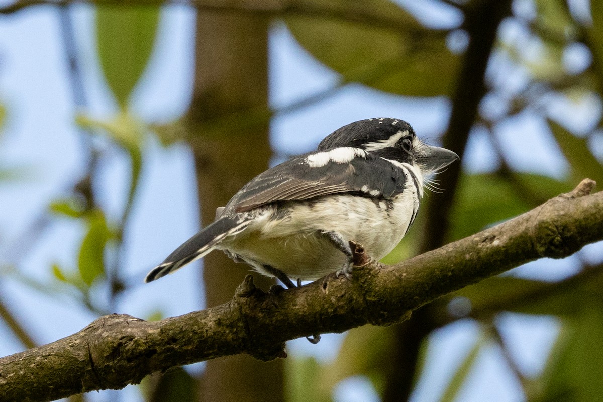 Pied Puffbird - ML646599076