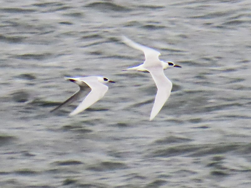 Forster's Tern - ML646599078