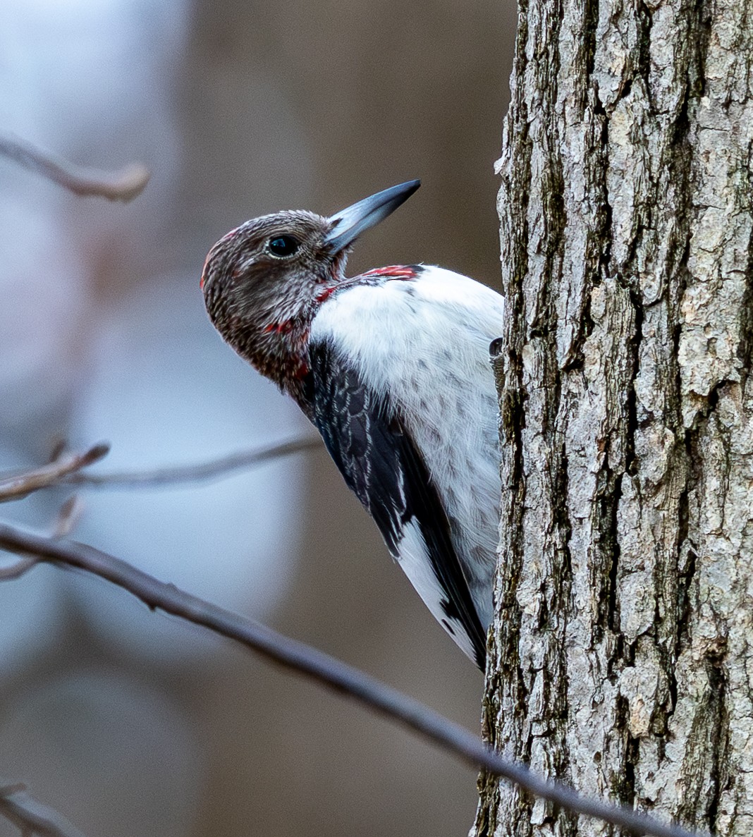 Red-headed Woodpecker - ML646599079